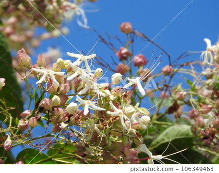 Rabbit flowers 106349463