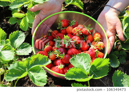 Picking fruits on strawberry field, Harvesting on strawberry farm, strawberry crop. Woman holding bowl with strawberry. Agriculture and ecological fruit farming concept Picking fruits on strawberry field, Harvesting on strawberry farm, strawberry crop. Woman holding bowl with strawberry. Agriculture and ecological fruit farming concept 106349473