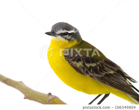 Western Yellow Wagtail isolated on white background Western Yellow Wagtail isolated on white background 106349804