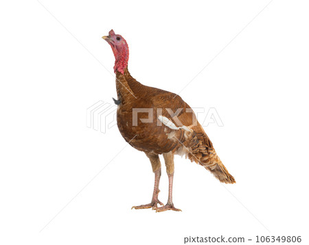 red bourbon turkey female isolated on white background red bourbon turkey female isolated on white background 106349806