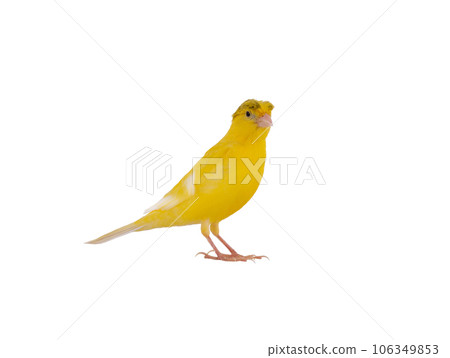 yellow canary isolated on white background yellow canary isolated on white background 106349853