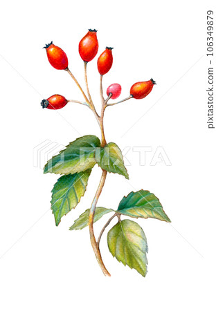 Ripe Rosehip berries 106349879