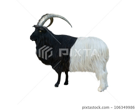 valais blackneck goat isolated on white background valais blackneck goat isolated on white background 106349986