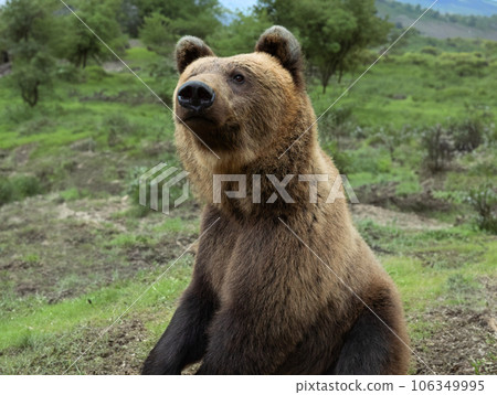 wary brown bear on the background of the forest 106349995