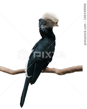 silvery cheeked hornbill isolated on white background 106349998