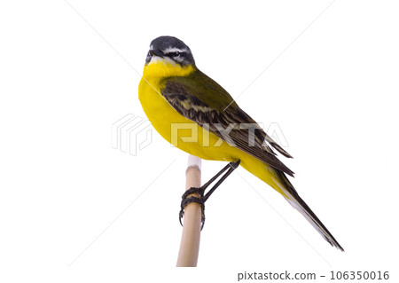 Western Yellow Wagtail isolated on white background Western Yellow Wagtail isolated on white background 106350016