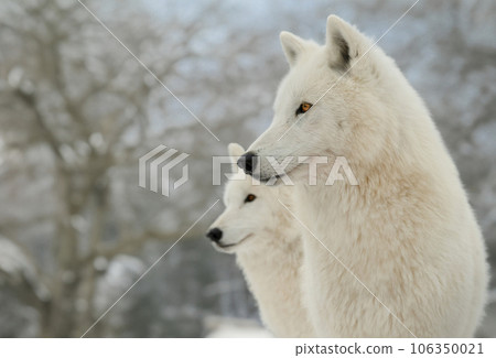 white polar wolves on the background of the forest 106350021