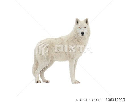 Polar white wolf isolated on white background 106350025