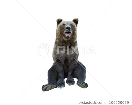 brown bear isolated on white background brown bear isolated on white background 106350029