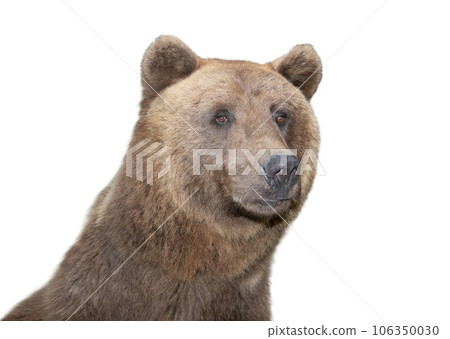 brown bear portrait isolated on white background 106350030