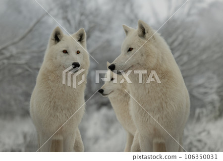 three polar wolves standing in the background of the forest three polar wolves standing in the background of the forest 106350031