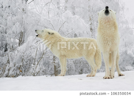two white polar howling wolves against the backdrop of a winter forest 106350034
