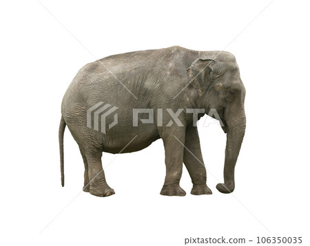 indian elephant (elephas maximus) isolated on white background indian elephant (elephas maximus) isolated on white background 106350035