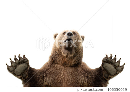 Bear with raised paws isolated on white background Bear with raised paws isolated on white background 106350039