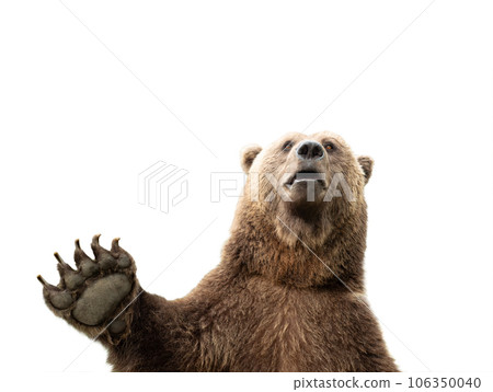 Bear with raised paw isolated on white background Bear with raised paw isolated on white background 106350040