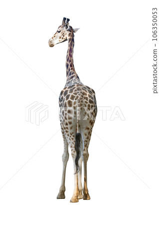 giraffe isolated on white background 106350053