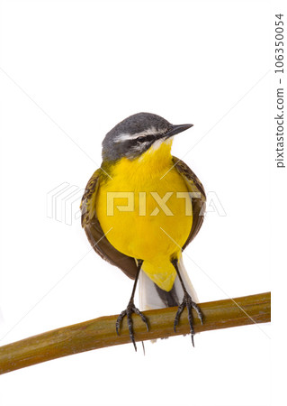 Western Yellow Wagtail isolated on white background 106350054