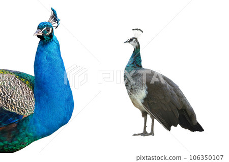 Indian peacock portrait isolated on white background Indian peacock portrait isolated on white background 106350107