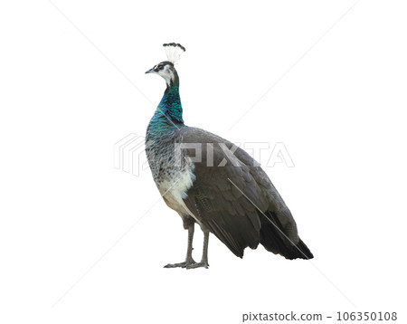 female indian peacock isolated on white background female indian peacock isolated on white background 106350108
