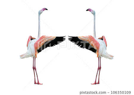 two pink flamingo with outstretched wings isolated on white background 106350109