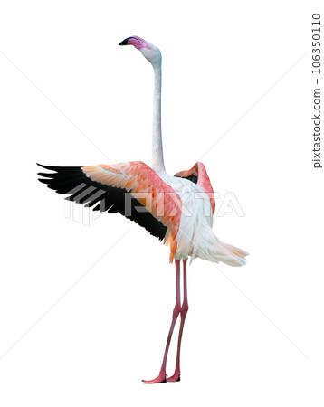 flamingo with outstretched wings isolated on white background 106350110