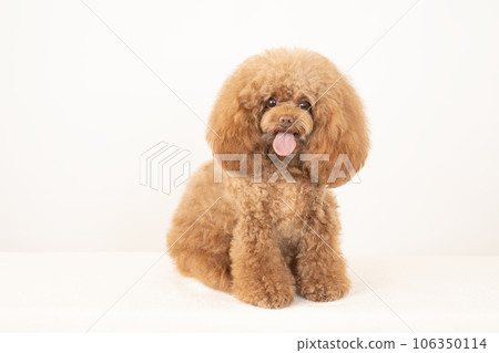 Tyrol the smiling toy poodle Tyrol the smiling toy poodle 106350114
