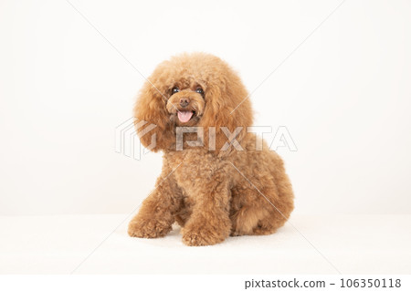Tyrol the smiling toy poodle 106350118