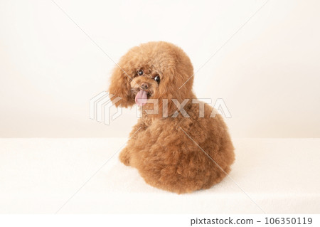 Toy poodle Tyrol turning around and smiling 106350119