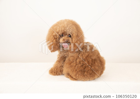 Toy poodle Tyrol turning around and smiling Toy poodle Tyrol turning around and smiling 106350120