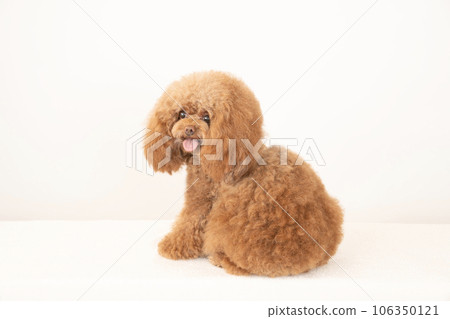 Toy poodle Tyrol turning around and smiling Toy poodle Tyrol turning around and smiling 106350121
