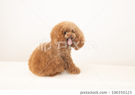 Tyrol the smiling toy poodle Tyrol the smiling toy poodle 106350123