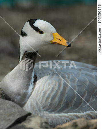 portrait of gray goose (Eulabeia indica) natural setting portrait of gray goose (Eulabeia indica) natural setting 106350136