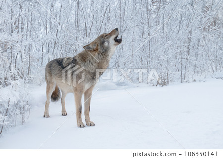 Gray howling wolf on the background of the forest 106350141