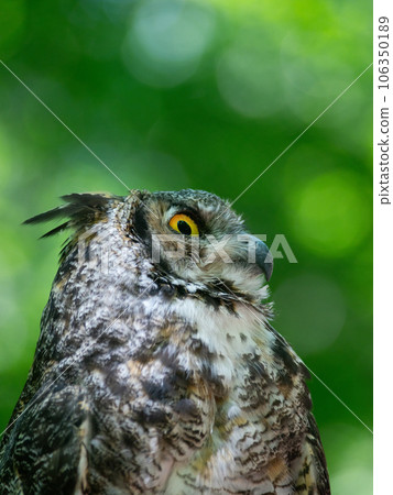 bubo bubo sitting on a tree stump against the backdrop of a forest bubo bubo sitting on a tree stump against the backdrop of a forest 106350189