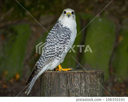 falco rusticolus sitting on a tree stump against the backdrop of a forest falco rusticolus sitting on a tree stump against the backdrop of a forest 106350191