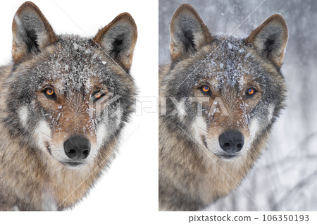 gray wolf portrait natural setting and isolated on white background for easy work by a designer 106350193