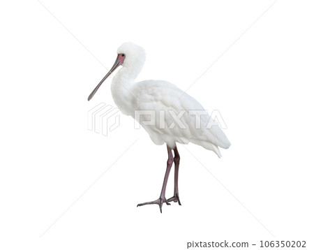 common spoonbill isolated on white background common spoonbill isolated on white background 106350202