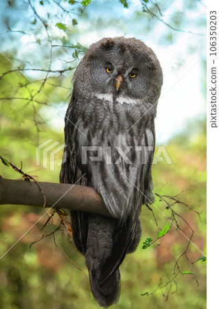 great grey owl sitting on a tree branch in the forest great grey owl sitting on a tree branch in the forest 106350203