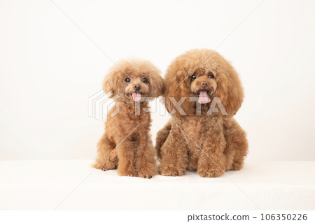 微笑玩具貴賓犬的蒂羅爾和馬龍 106350226