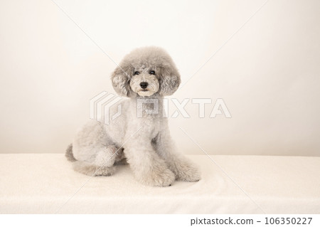 Amul,一隻坐著大笑的玩具貴賓犬 Amul,一隻坐著大笑的玩具貴賓犬 106350227