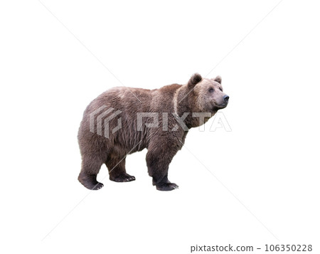 brown bear isolated on white background 106350228