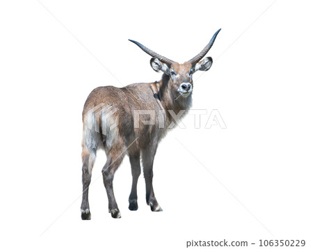 waterbuck isolated on white background 106350229