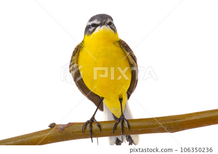 Western Yellow Wagtail isolated on white background 106350236