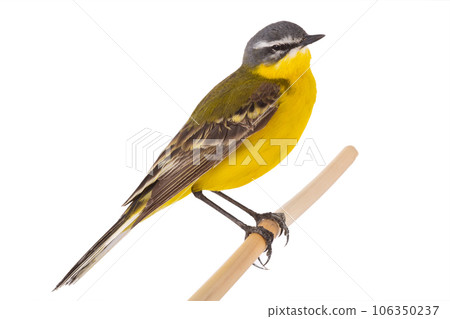 Western Yellow Wagtail isolated on white background 106350237
