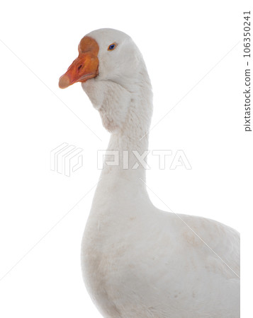 portrait white goose isolated on white background 106350241