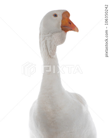 portrait white goose isolated on white background 106350242