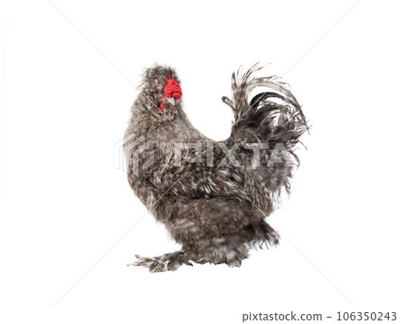 gray cockerel isolated on white background gray cockerel isolated on white background 106350243
