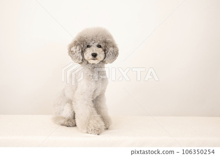 Amul，一隻坐著大笑的玩具貴賓犬 106350254