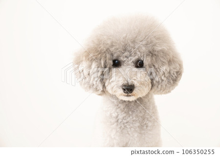 玩具貴賓犬 Amul 的胸圍 106350255