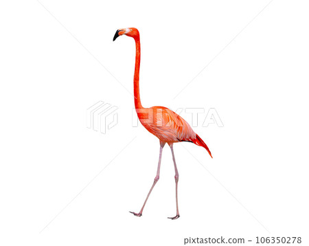red flamingo isolated on white background red flamingo isolated on white background 106350278